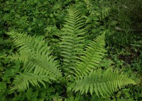 Dryopteris filix-mas