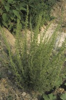 Dysphania botrys