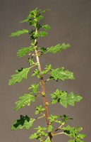 Dysphania pumilio