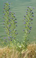 Echium vulgare