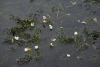 Egeria densa