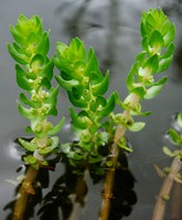 Elatine alsinastrum
