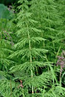 Equisetum sylvaticum