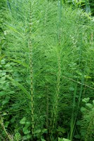 Equisetum telmateia