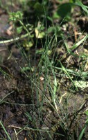 Equisetum variegatum
