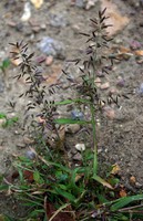 Eragrostis minor