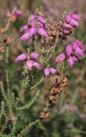 Erica ciliaris