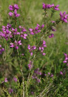 Erica cinerea
