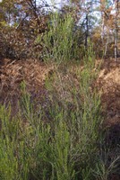 Erica scoparia