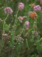 Erica tetralix