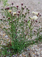 Erigeron acris