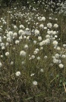 Eriophorum vaginatum