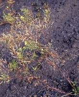 Erucastrum nasturtiifolium