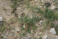 Erucastrum supinum