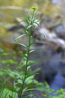 Erysimum cheiranthoides