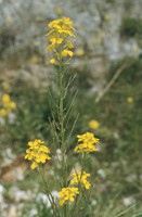 Erysimum odoratum