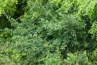 Euonymus europaeus