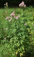 Eupatorium cannabinum