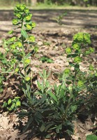 Euphorbia amygdaloides