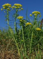 Euphorbia cyparissias