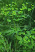 Euphorbia dulcis