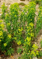 Euphorbia esula