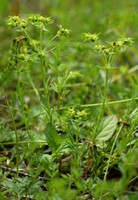 Euphorbia exigua