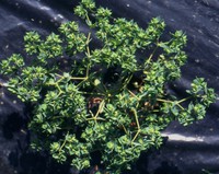 Euphorbia falcata