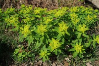 Euphorbia flavicoma