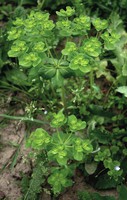 Euphorbia helioscopia