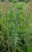 Euphorbia lathyris