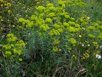 Euphorbia loreyi