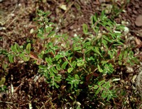 Euphorbia maculata