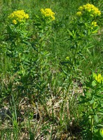 Euphorbia palustris
