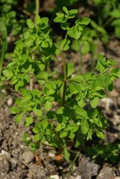 Euphorbia peplus