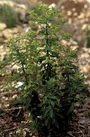 Euphorbia platyphyllos
