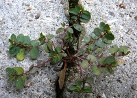 Euphorbia prostrata