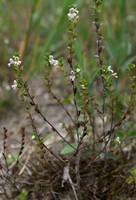 Euphrasia stricta