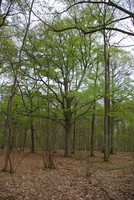 Fagus sylvatica