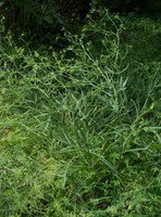 Falcaria vulgaris