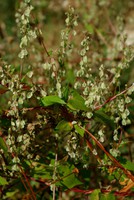 Fallopia dumetorum