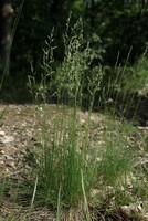Festuca filiformis