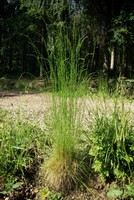 Festuca heterophylla