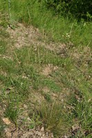 Festuca lemanii