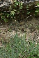 Festuca marginata