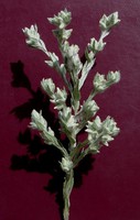 Filago arvensis