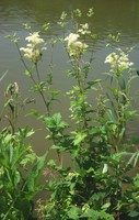Filipendula ulmaria