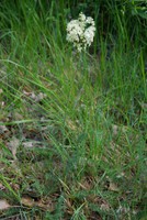 Filipendula vulgaris