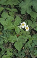 Fragaria moschata
