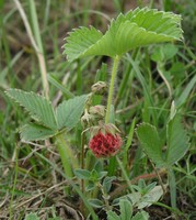 Fragaria viridis